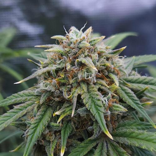 Night Owl LSO/Organics !. Week 9 - Instant Classik (Day 57)
