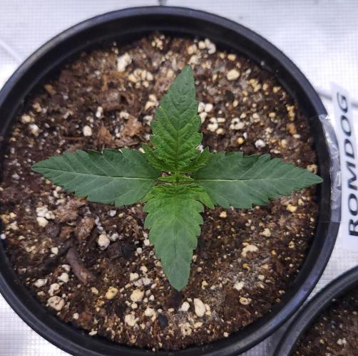 Romdog/Garlic Fever LSO + Organics !. Week 2 - Romdog (Day 9)