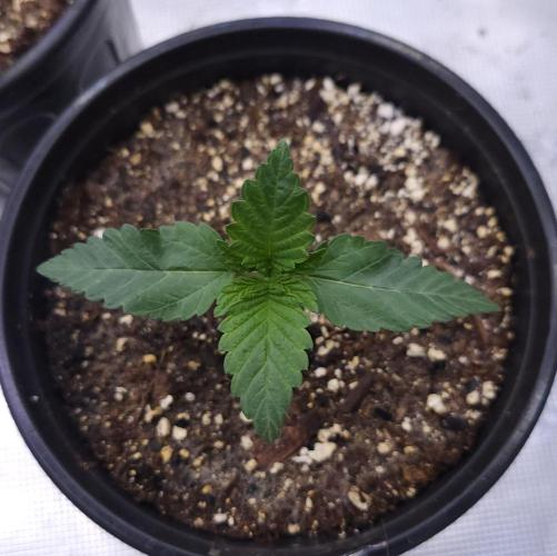 Romdog/Garlic Fever LSO + Organics !. Week 2 - Garlic Fever (Day 9)