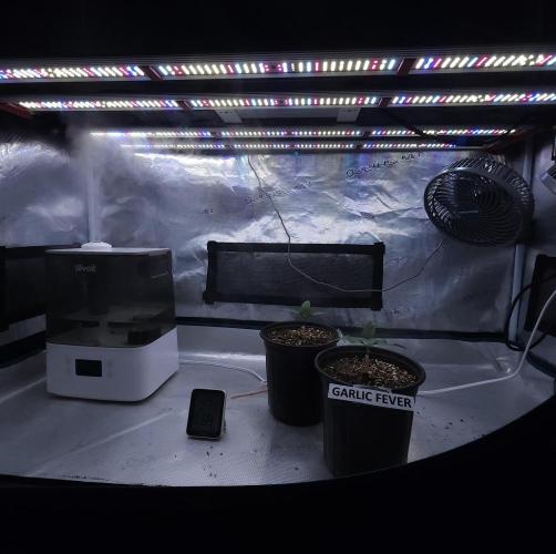 Romdog/Garlic Fever LSO + Organics !. Week 2 - 06/26/26