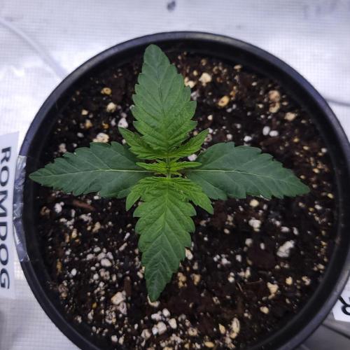 Romdog/Garlic Fever LSO + Organics !. Week 2 - Romdog (Day 10)