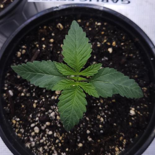Romdog/Garlic Fever LSO + Organics !. Week 2 - Garlic Fever (Day 10)