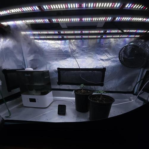 Romdog/Garlic Fever LSO + Organics !. Week 2 - 06/27/26