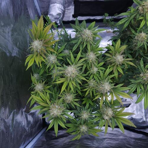 Night Owl LSO/Organics !. Week 9 - Chem 'N' Kush (Day 58)