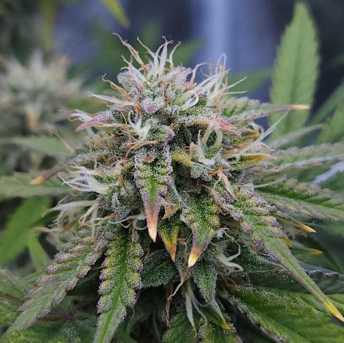 Night Owl LSO/Organics !. Week 9 - Chem 'N' Kush (Day 58)