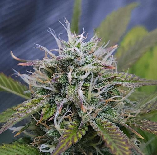 Night Owl LSO/Organics !. Week 9 - Chem 'N' Kush (Day 58)