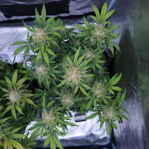 Night Owl LSO/Organics !. Week 9 - Instant Classik (Day 58)