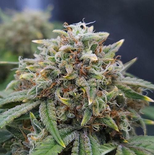Night Owl LSO/Organics !. Week 9 - Instant Classik (Day 58)