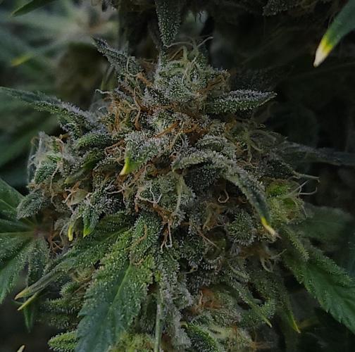 Night Owl LSO/Organics !. Week 9 - Instant Classik (Day 58)
