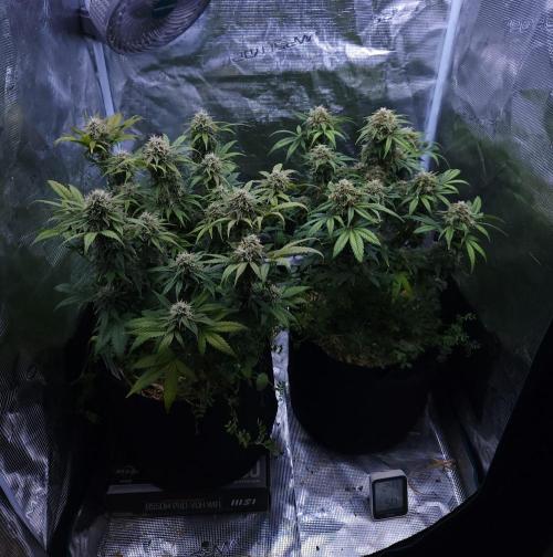 Night Owl LSO/Organics !. Week 9 - 06/27/26