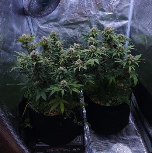 Night Owl LSO/Organics !. Week 9 - 06/26/26