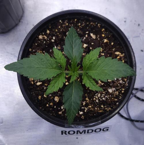 Romdog/Garlic Fever LSO + Organics !. Week 2 - Romdog (Day 11)