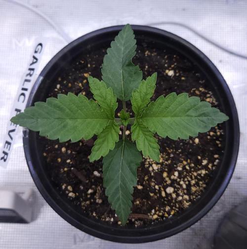 Romdog/Garlic Fever LSO + Organics !. Week 2 - Garlic Fever (Day 11)