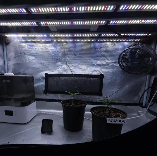Romdog/Garlic Fever LSO + Organics !. Week 2 - 06/28/26