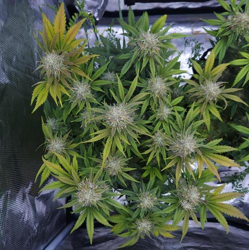 Night Owl LSO/Organics !. Week 9 - Chem 'N' Kush (Day 59)