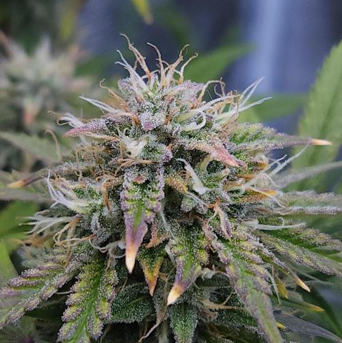 Night Owl LSO/Organics !. Week 9 - Chem 'N' Kush (Day 59)