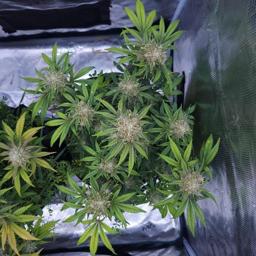Night Owl LSO/Organics !. Week 9 - Instant Classik (Day 59)
