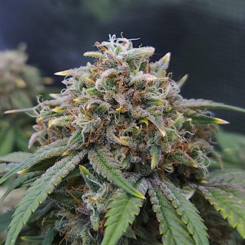 Night Owl LSO/Organics !. Week 9 - Instant Classik (Day 59)