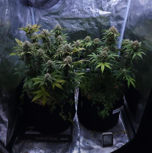 Night Owl LSO/Organics !. Week 9 - 06/28/26