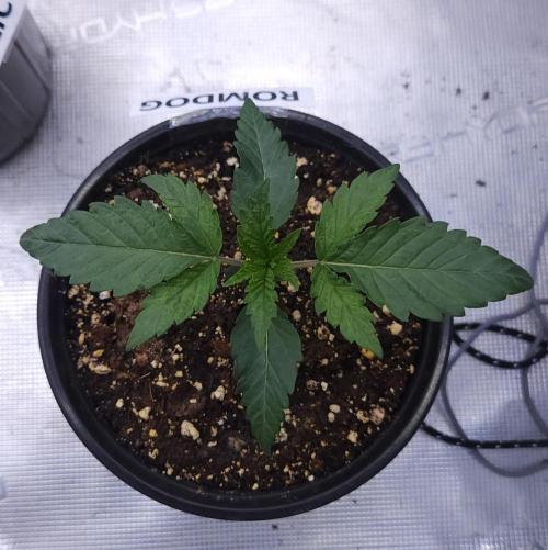 Romdog/Garlic Fever LSO + Organics !. Week 2 - Romdog (Day 12)