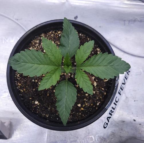Romdog/Garlic Fever LSO + Organics !. Week 2 - Garlic Fever (Day 12)