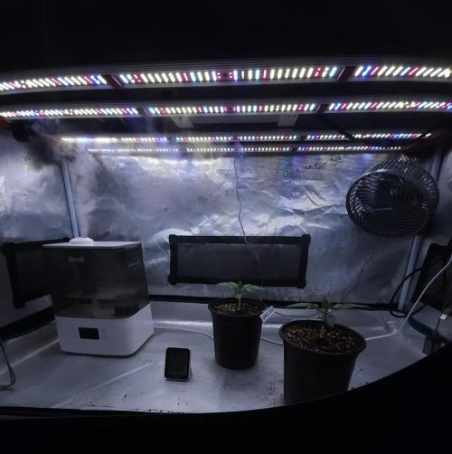 Romdog/Garlic Fever LSO + Organics !. Week 2 - 06/29/26
