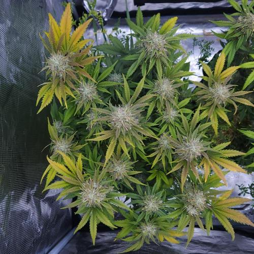 Night Owl LSO/Organics !. Week 9 - Chem 'N' Kush (Day 60)