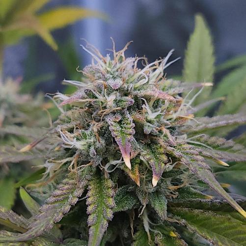 Night Owl LSO/Organics !. Week 9 - Chem 'N' Kush (Day 60)