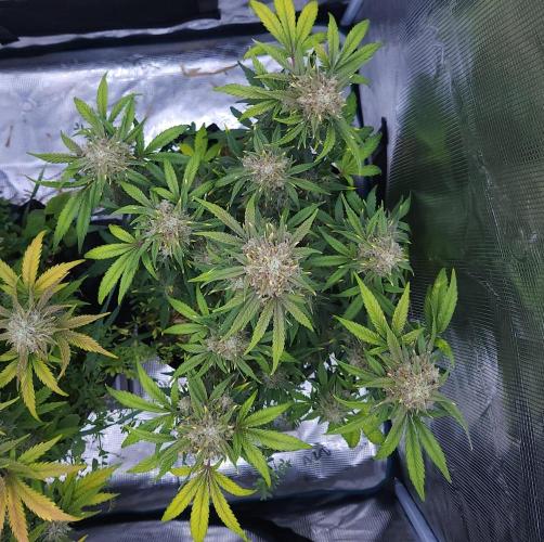 Night Owl LSO/Organics !. Week 9 - Instant Classik (Day 60)