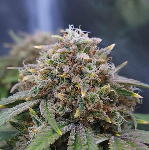 Night Owl LSO/Organics !. Week 9 - Instant Classik (Day 60)