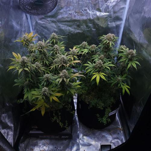 Night Owl LSO/Organics !. Week 9 - 06/29/26