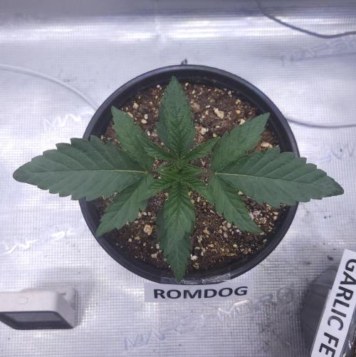Romdog/Garlic Fever LSO + Organics !. Week 2 - Romdog (Day 13)
