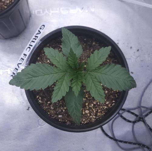 Romdog/Garlic Fever LSO + Organics !. Week 2 - Garlic Fever (Day 13)