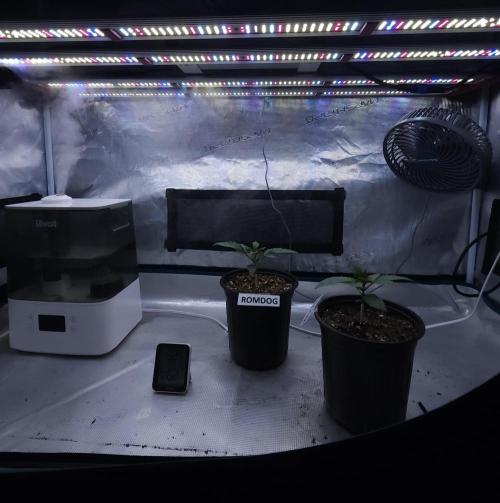 Romdog/Garlic Fever LSO + Organics !. Week 2 - 06/30/26