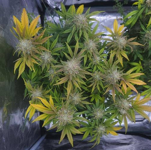 Night Owl LSO/Organics !. Week 9 - Chem 'N' Kush (Day 61)