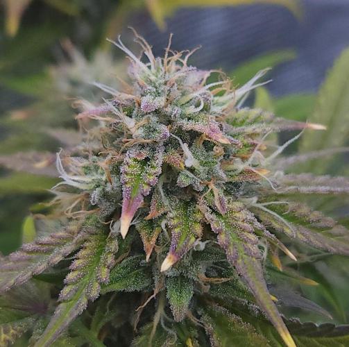 Night Owl LSO/Organics !. Week 9 - Chem 'N' Kush (Day 61)