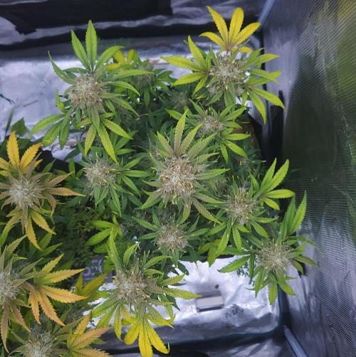 Night Owl LSO/Organics !. Week 9 - Instant Classik (Day 61)