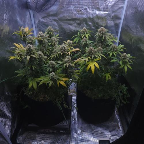 Night Owl LSO/Organics !. Week 9 - 06/30/26