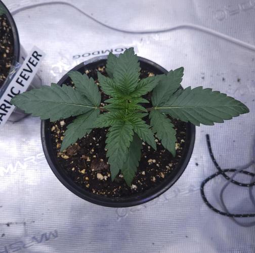Romdog/Garlic Fever LSO + Organics !. Week 2 - Romdog (Day 14)