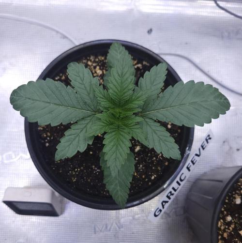 Romdog/Garlic Fever LSO + Organics !. Week 2 - Garlic Fever (Day 14)