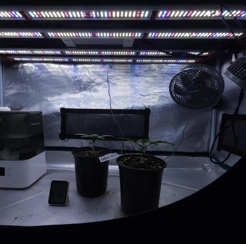 Romdog/Garlic Fever LSO + Organics !. Week 2 - 07/01/26