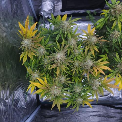 Night Owl LSO/Organics !. Week 9 - Chem 'N' Kush (Day 61)