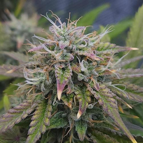 Night Owl LSO/Organics !. Week 9 - Chem 'N' Kush (Day 61)