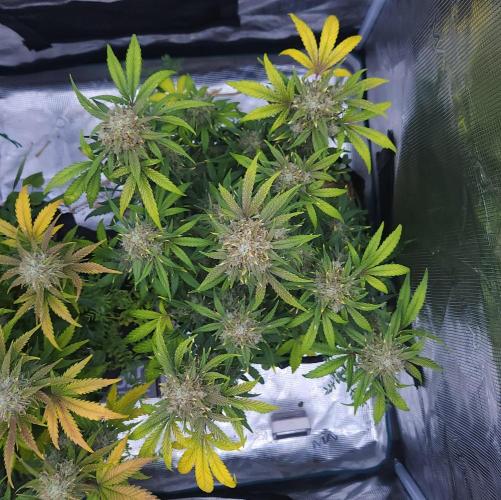 Night Owl LSO/Organics !. Week 9 - Instant Classik (Day 61)