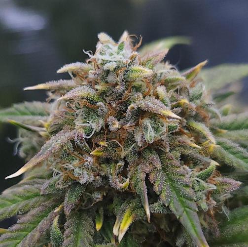 Night Owl LSO/Organics !. Week 9 - Instant Classik (Day 61)