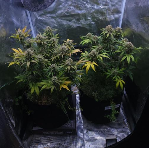 Night Owl LSO/Organics !. Week 9 -  07/01/26