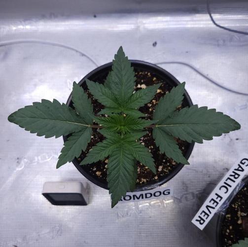Romdog/Garlic Fever LSO + Organics !. Week 3 - Romdog (Day 15)