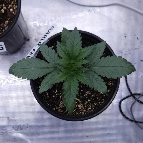 Romdog/Garlic Fever LSO + Organics !. Week 3 - Garlic Fever (Day 15)