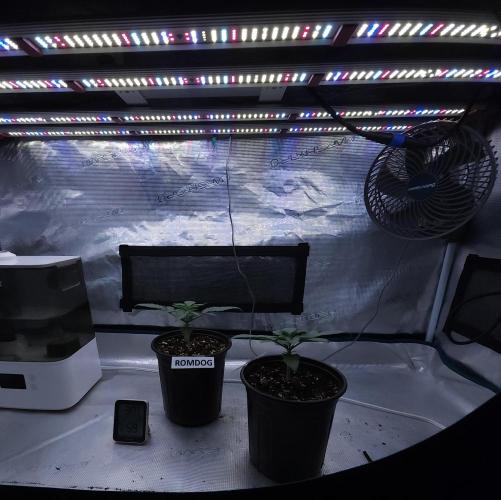 Romdog/Garlic Fever LSO + Organics !. Week 3 - 07/02/26