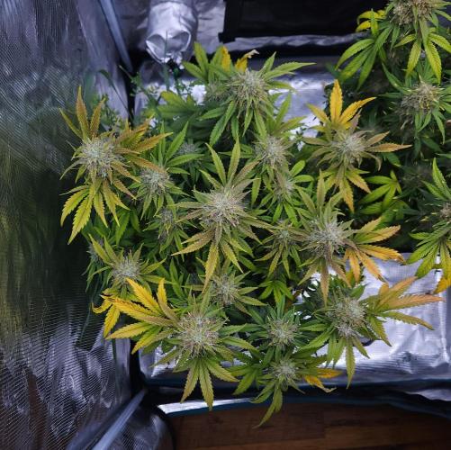 Night Owl LSO/Organics !. Week 9 - Chem 'N' Kush (Day 62)